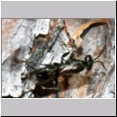 Dipogon subintermedius - Wegwespe 09d 6mm Sandgrube Niedringhaussee det.jpg